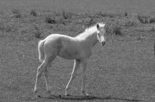 muitos cavalos dentro Alemanha foto