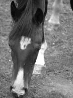 cavalos dentro Alemanha foto