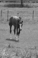 muitos cavalos dentro Alemanha foto