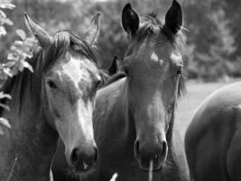 muitos cavalos dentro Alemanha foto