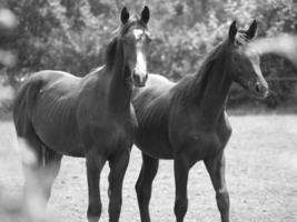 muitos cavalos dentro Alemanha foto