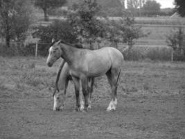 cavalos dentro Alemanha foto