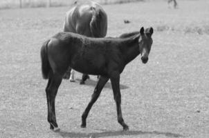 muitos cavalos dentro Alemanha foto