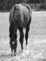 muitos cavalos dentro Alemanha foto