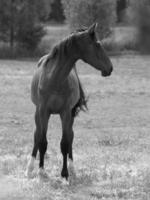 muitos cavalos dentro Alemanha foto