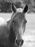 muitos cavalos dentro Alemanha foto