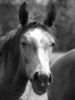 muitos cavalos dentro Alemanha foto