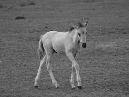 cavalos selvagens na alemanha foto