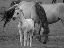 cavalos selvagens na alemanha foto