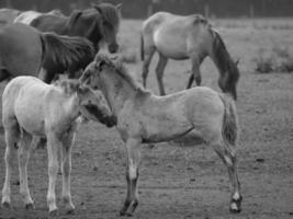 cavalos selvagens na alemanha foto