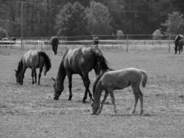 muitos cavalos dentro Alemanha foto