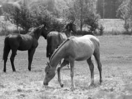 muitos cavalos dentro Alemanha foto