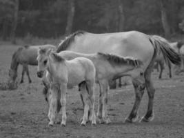 cavalos selvagens na alemanha foto