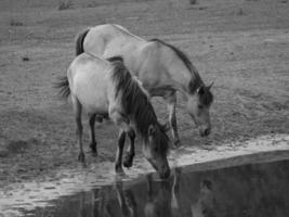 cavalos selvagens na alemanha foto
