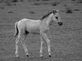 cavalos selvagens na alemanha foto