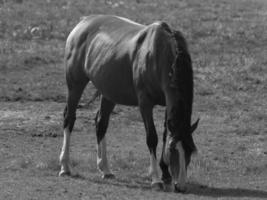 cavalos em uma alemão campo foto