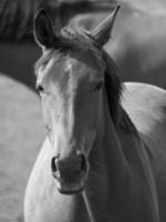 cavalos em uma alemão campo foto