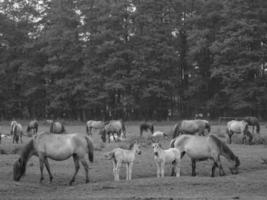 cavalos selvagens na alemanha foto