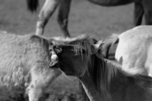 selvagem cavalos e folas foto