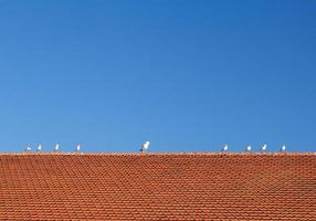 pássaros no telhado de telhas