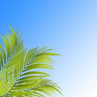 folhas de palmeira em fundo azul foto