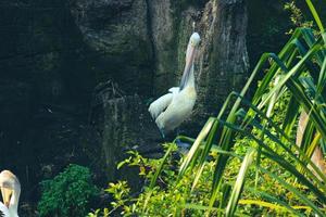 esta é a foto do pássaro pelicano. esta ave é uma das espécies de aves no lago no zoológico de ragunan.