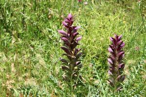 acanthus cresce em uma clareira na floresta entre grama densa e verde. foto