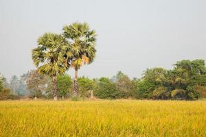 palmeiras no campo de arroz foto
