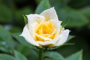 rosa branca e amarela com gotas de água foto