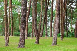 pinheiro crescendo no gramado em uma colina no parque foto
