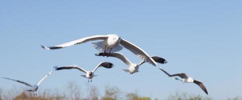 gaivotas no céu foto