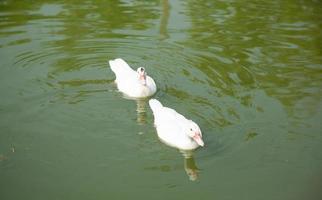 patos na lagoa foto