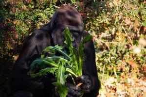 alimentação de gorila prateado foto