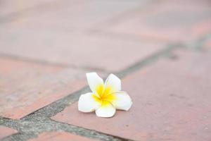 pequena flor branca no chão foto