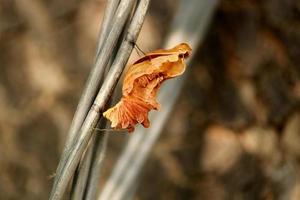 pupa de rosa comum, hungund, karnataka. foto