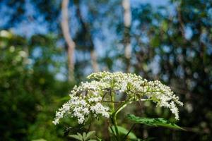 botões de flores lá fora foto