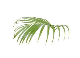 vista lateral de uma folha de palmeira em branco foto