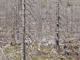 floresta morta queimada. após um incêndio devastador. consequências do aquecimento global e das mudanças climáticas. foto