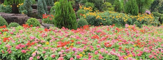 flores coloridas no jardim foto