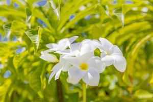 bela plumeria branca e amarela. flores de frangipani, frangipani em fundo natural. conceito tocando a natureza com relaxamento e paz para o humor de meditação de spa. foto