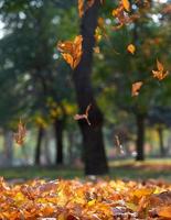 outono cidade parque com árvores e seco bordo amarelo folhas em a chão, Ucrânia kherson foto