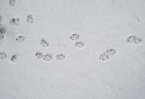 cachorro faixas em branco neve foto