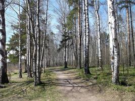 uma caminho dentro a floresta. foto