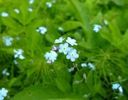 miosótis. azul flores foto