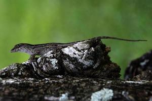 as iguanas são um gênero de lagartos que vivem nos trópicos da américa central, américa do sul e ilhas do caribe. esses lagartos foram descritos pela primeira vez por um zoólogo austríaco, papel de parede macro, iguana foto