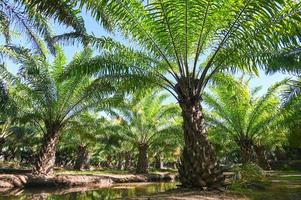 palmeira no jardim de palmeiras com belas folhas de palmeira natureza e luz solar sol da manhã, plantação de óleo de palma crescendo agricultura para agricultura ásia foto