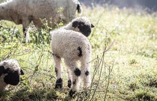 schaf wolle blacknosesheep foto