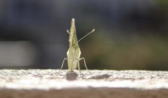 kohlweissling schmetterling frisch geschluepft foto