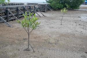 mangue árvore mudas plantado em a de praia para reduzir abrasão foto