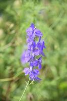 fechar acima Veja às uma roxa Larkspur flores foto